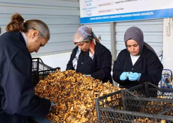 Kastamonu’dan Avrupa’ya Mantar İhracatı